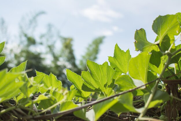 Planta cabaça com céu azul no jardim