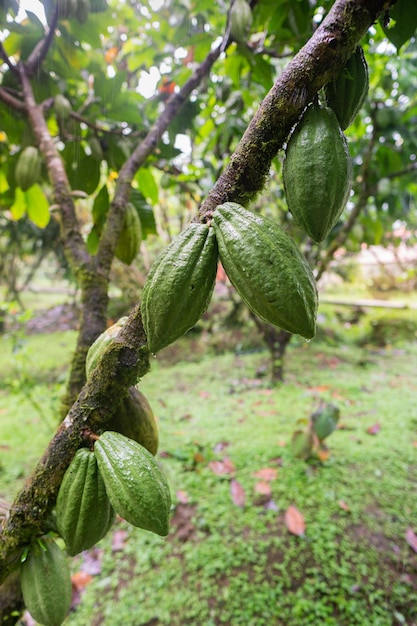 planta de cacao