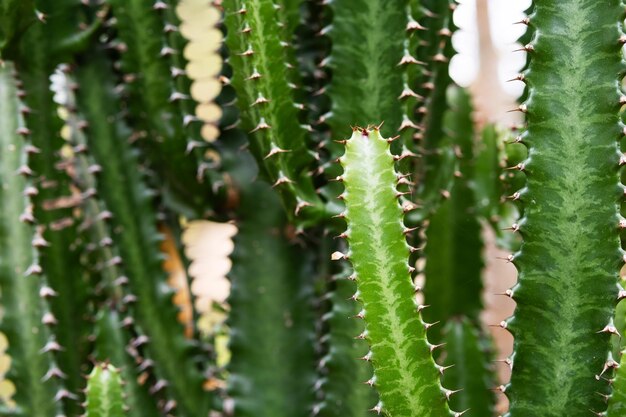 Planta de cactus altos Grupo de cactus grandes