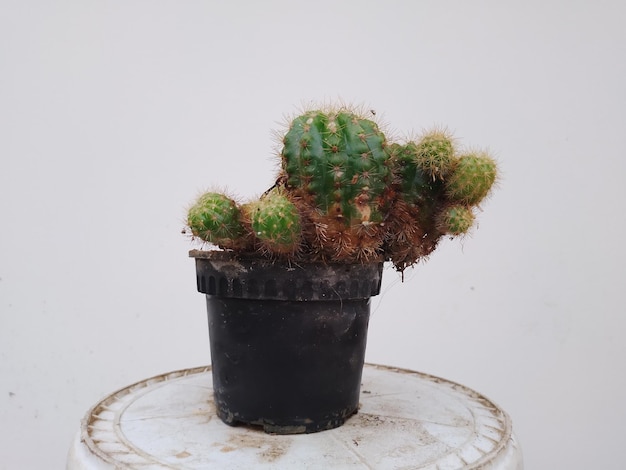 Planta de cactus de bola de limón en una maceta en el jardín de su casa