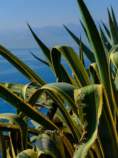 Planta de cactus en un día soleado