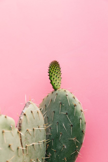 Planta de cactus con espinas contra la pared rosa