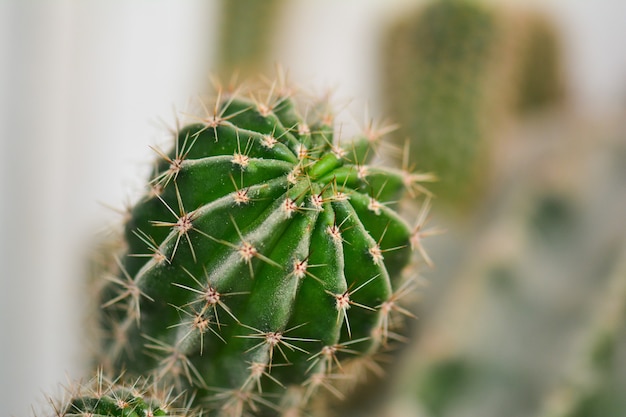Planta de cactus espinoso