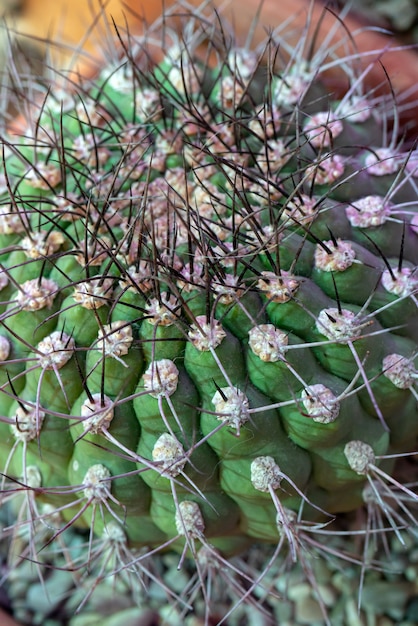 Foto planta de cactus espinoso.