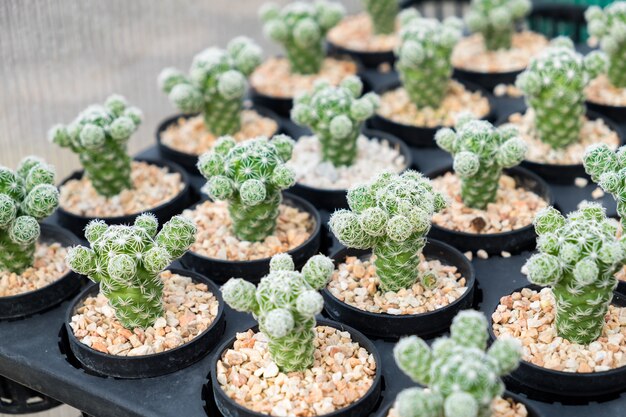 Planta de cactus fila cultivar en bandeja