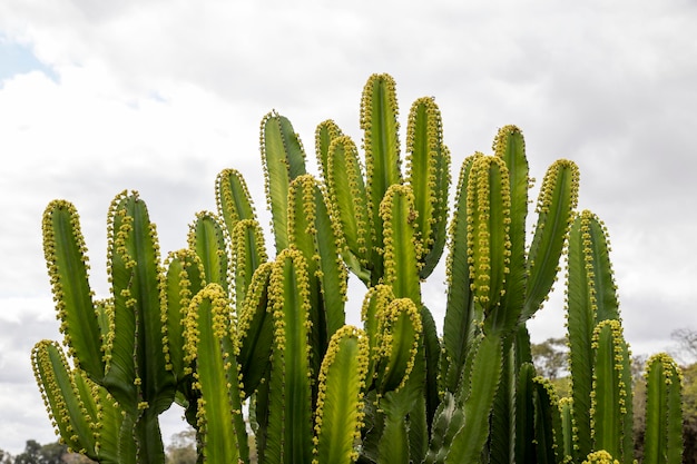 Planta de cactus floreciente con fondo natural