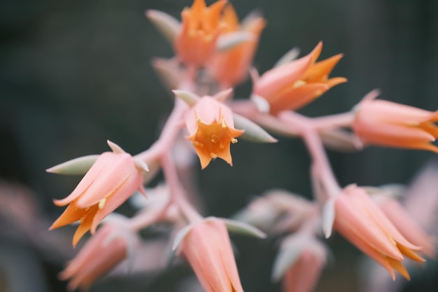 Una planta de cactus con flores de naranja