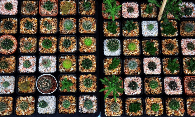 Planta de cactus en el fondo de la olla a la venta en la feria del mercado en Nakhon Ratchasima Tailandia