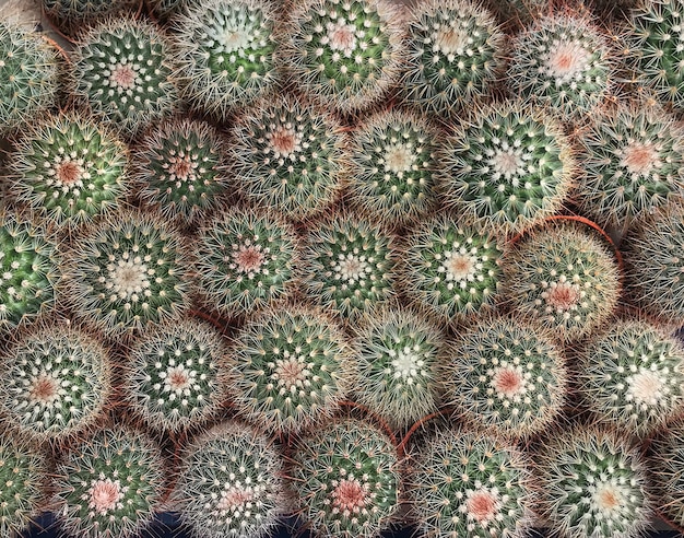 Foto planta de cactus hojas patrón de árbol