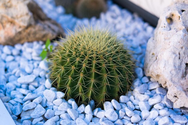 Planta de cactus en Italia en la calle plantando de piedras