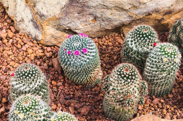 planta de cactus en el jardín