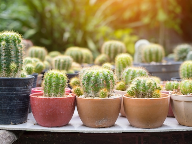 Planta de cactus en maceta, concepto de planta de interior