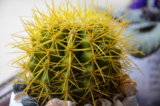 Planta de cactus en una maceta