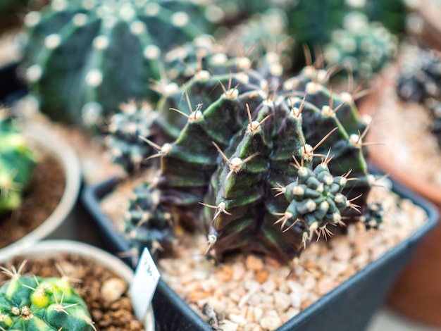 Planta de cactus en macetas