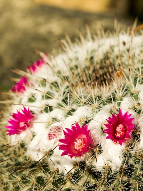 Foto planta de cactus en la naturaleza