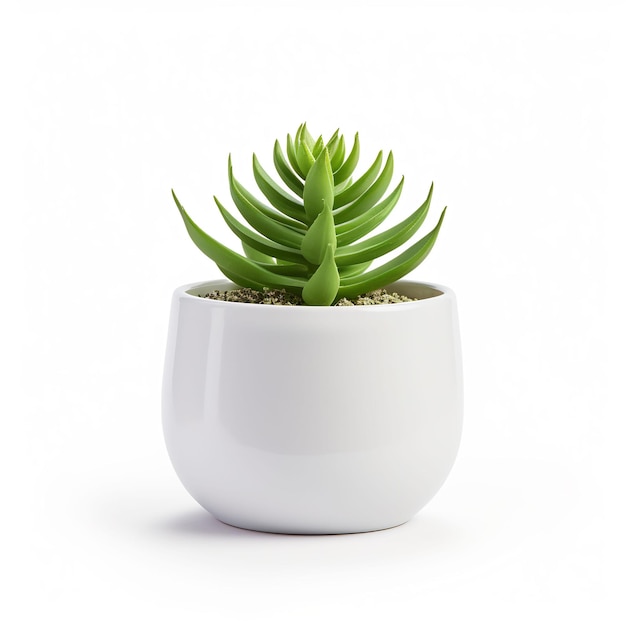 una planta de cactus en una olla blanca con un fondo blanco