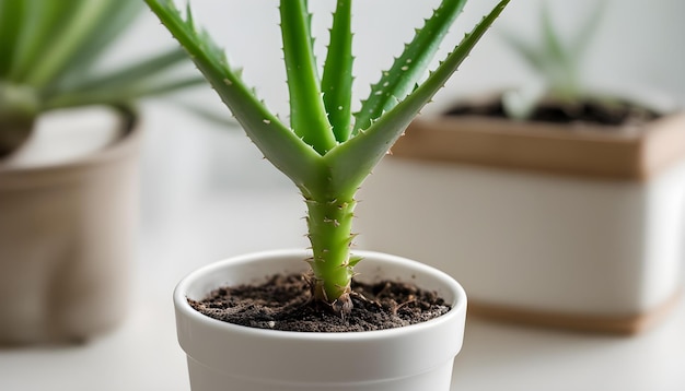una planta de cactus en una olla blanca con una planta en ella