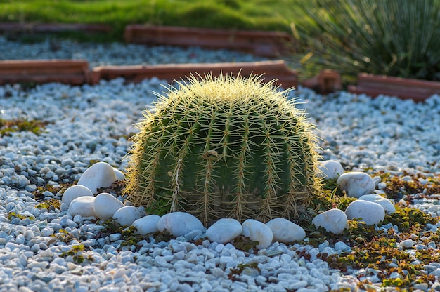 Planta de cactus en el parque