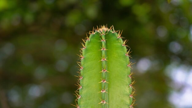 Planta de cactus Throny en la naturaleza