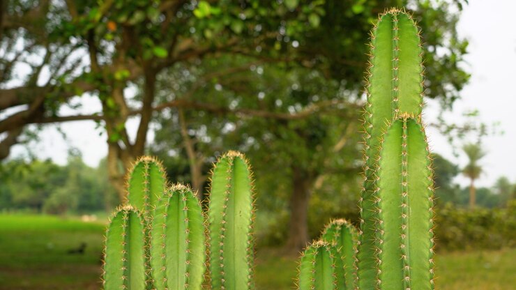 Planta de cactus Throny en la naturaleza