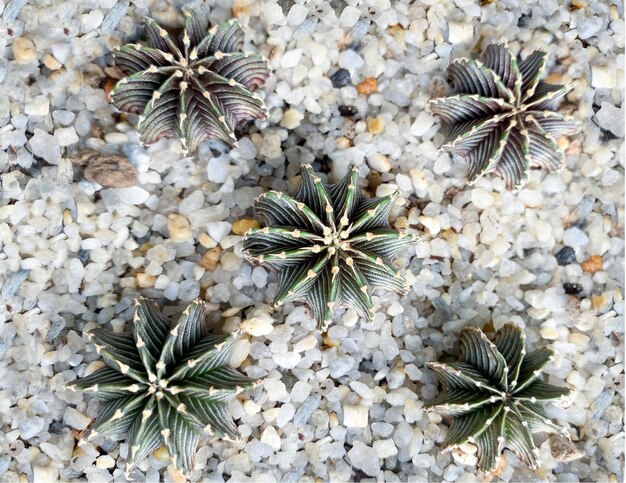 Planta de cactus verde en un concepto de agricultura de piedra pequeña