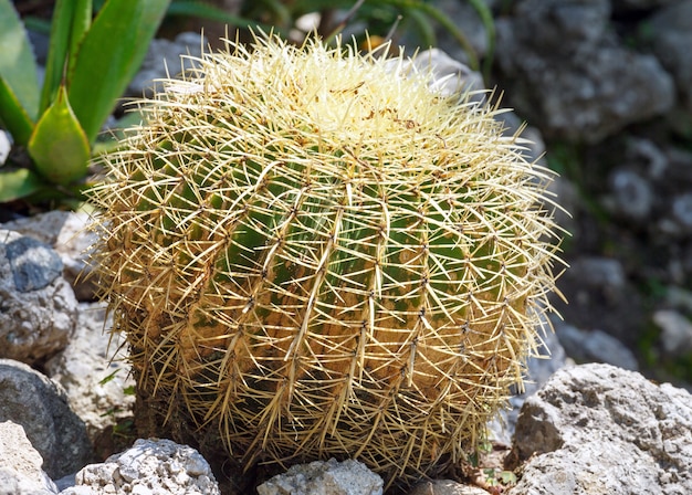 Planta de cactus verde de forma hermosa