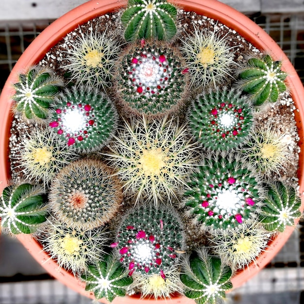 Foto planta de cactus en el vivero