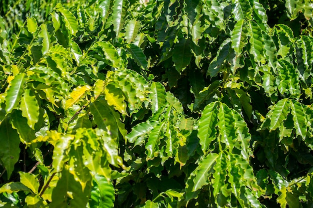 Planta de café brasileña en un día soleado