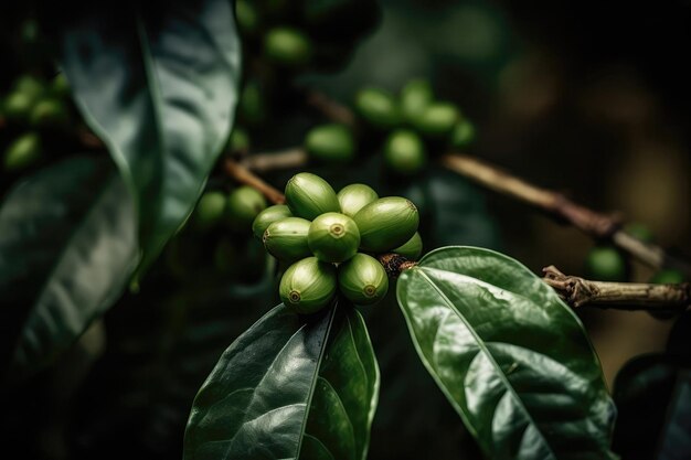 Planta De Café Con Hojas Verdes IA Generativa