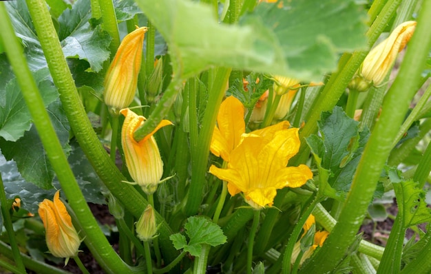 Planta de calabacín. Calabacín con flor en campo. Tuétano vegetal nuestras flores de Calabacines.