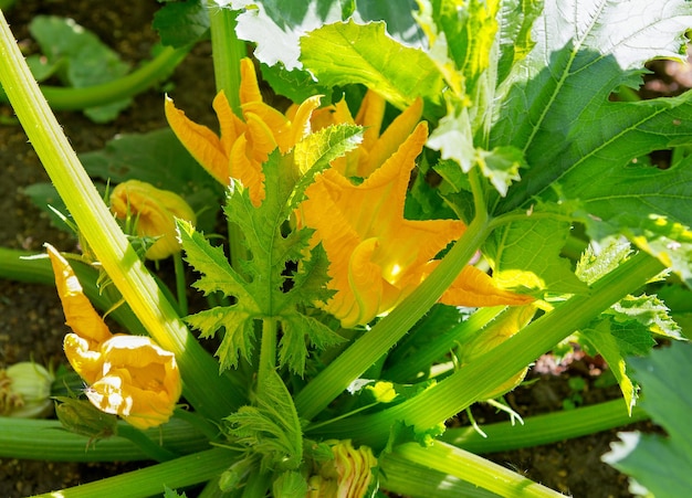 Planta de calabacín. Calabacín con flor en campo. Tuétano vegetal nuestras flores de Calabacines.