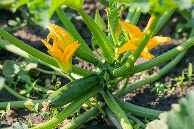 La planta de calabacín en la cama del jardín florece y da frutos