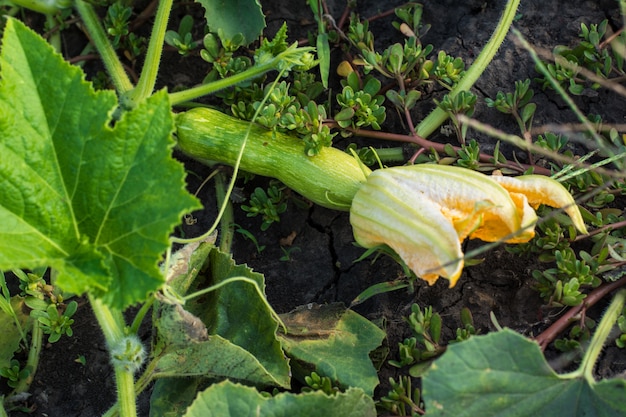 Planta de calabacín. Flor de calabacín. Tuétano vegetal verde que crece en arbusto. Cosecha. Comida deliciosa.