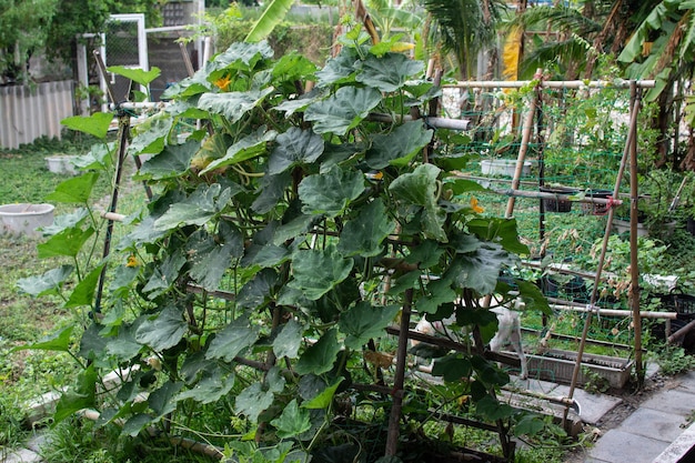 planta de calabaza en el huerto