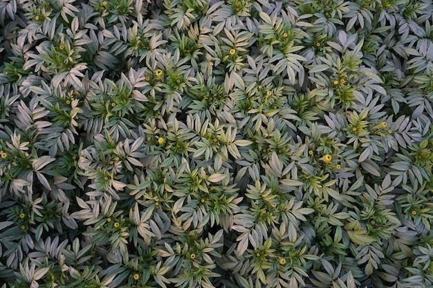 Foto planta de caléndula de enfoque selectivo sin flores hermosas hojas limpias papel pintado