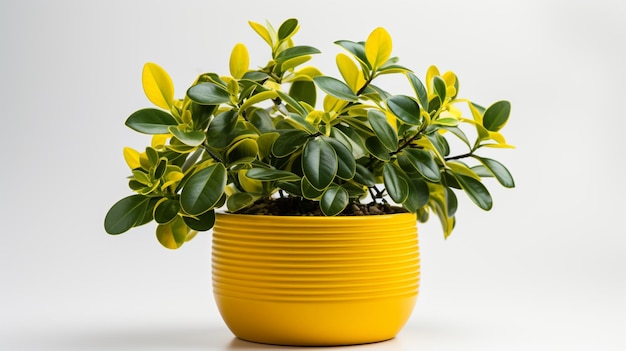 Planta de caléndula en una maceta de fondo blanco.