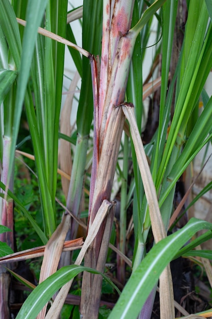 Planta de caña de azúcar con hojas verdes