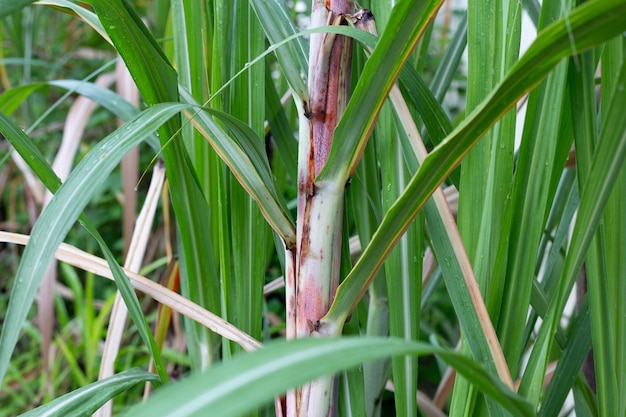 Planta de caña de azúcar con hojas verdes