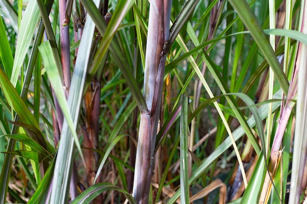 Planta de caña de azúcar con hojas verdes