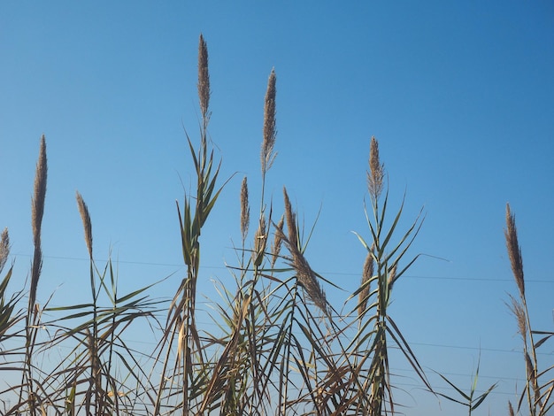 Foto planta de caña común