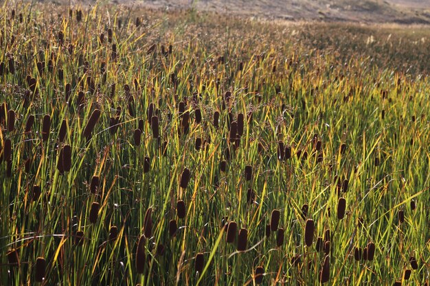 Planta de caña en el pantano