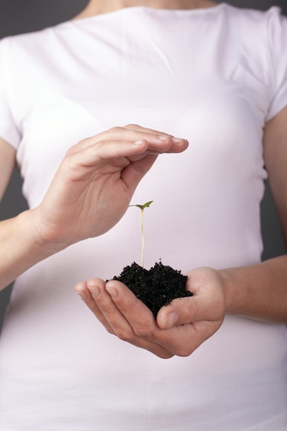 planta de cáñamo brotar en las manos.