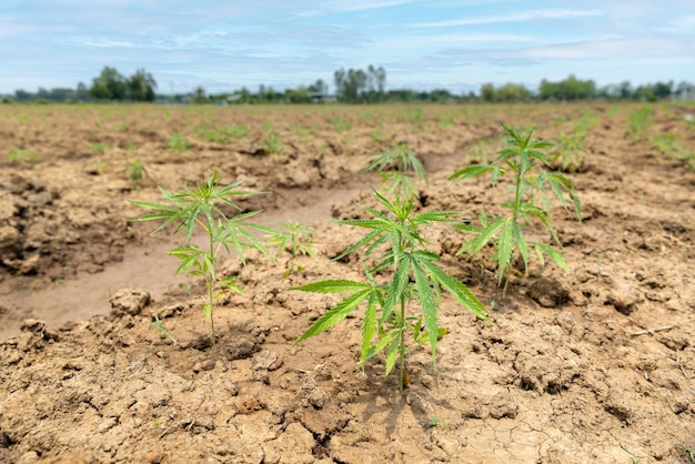 Planta de cáñamo industrial joven que crece en una granja para aceite de CBD y extracto de aceite de semilla de cáñamo