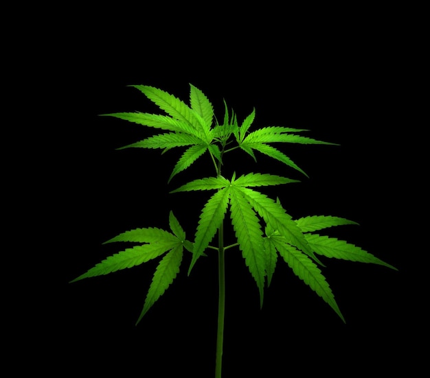 planta de cannabis aislada sobre un fondo negro