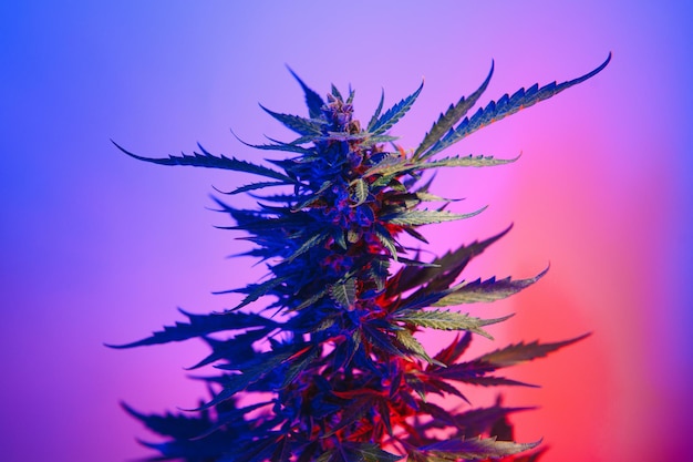 Planta de cannabis de color morado oscuro Flor de marihuana Marihuana médica en luz de neón violeta sobre fondo negro Cáñamo de cannabis hermoso estético