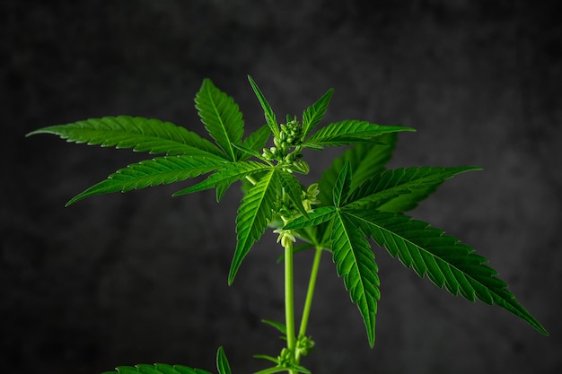 planta de cannabis en una escena negra