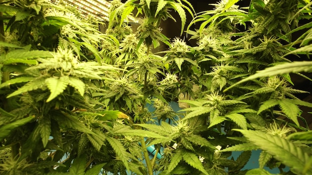 Planta de cannabis en granja de malezas de cannabis curativas para productos de cannabis medicinal