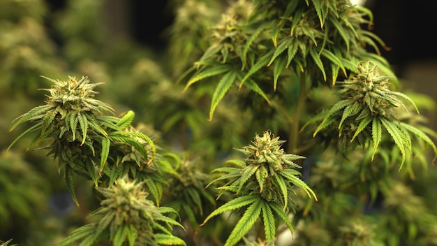 Planta de cannabis en granja de malezas de cannabis curativas para productos de cannabis medicinal
