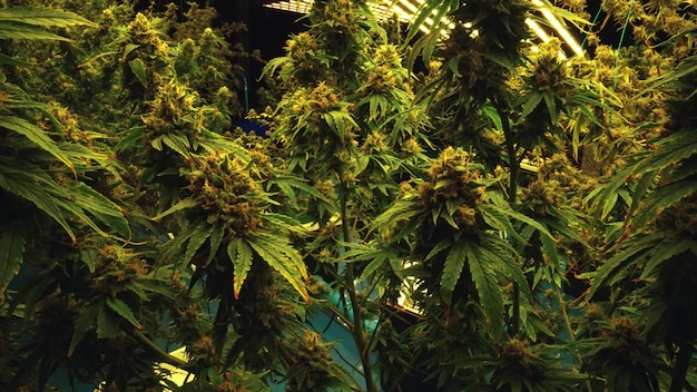 Planta de cannabis en una granja de marihuana curativa para productos de cannabis medicinal