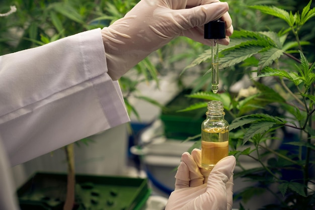 Planta de cannabis gratificante dentro de una granja interior y científico que inspecciona el aceite de CBD